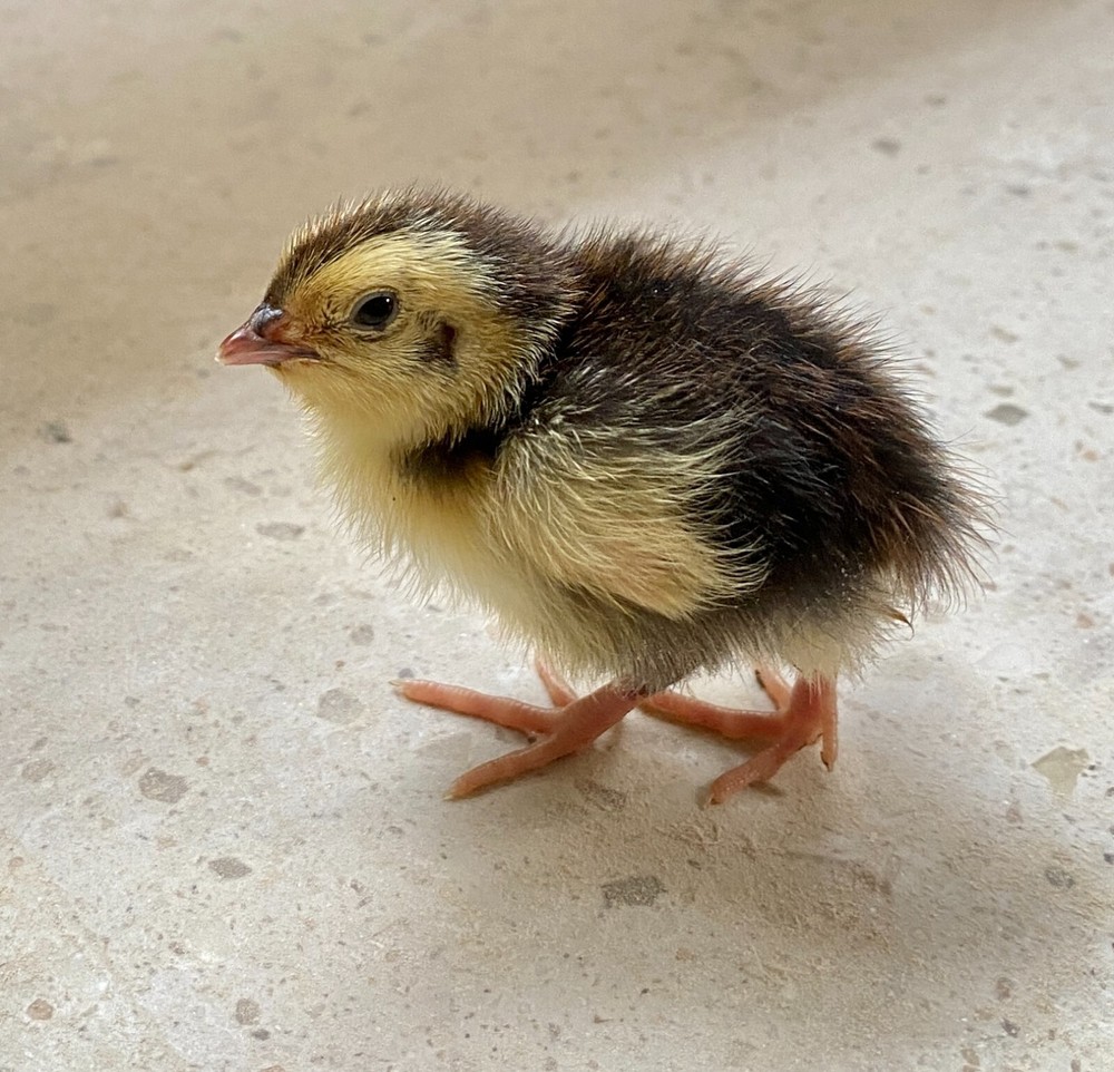 36 - Celadon (100% True Blue) & Jumbo Pearl Fee Coturnix Quail Hatching Eggs