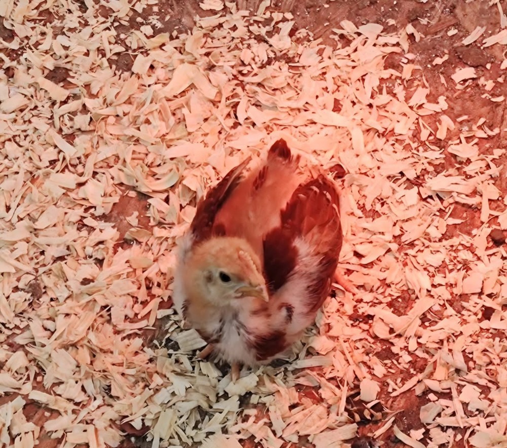 6+ Purebred Rhode Island Red Chicken Hatching Eggs