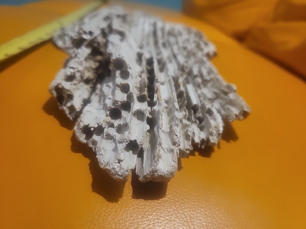 Driftwood