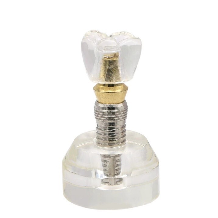 Dental Typodont Implant Teeth Model Demonstration Teeth Study Teach Model M2020