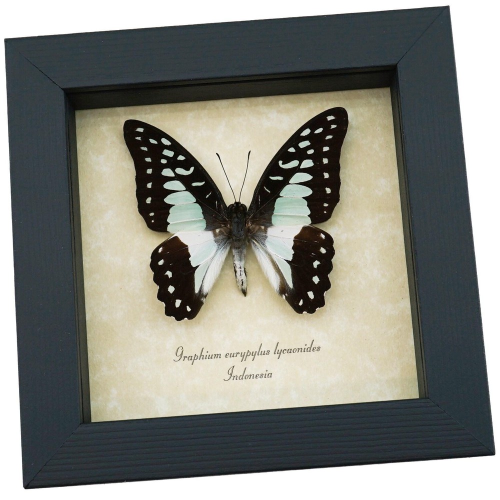 Real Framed Pale Green Triangle Butterfly Graphium eurypylus lycaonides