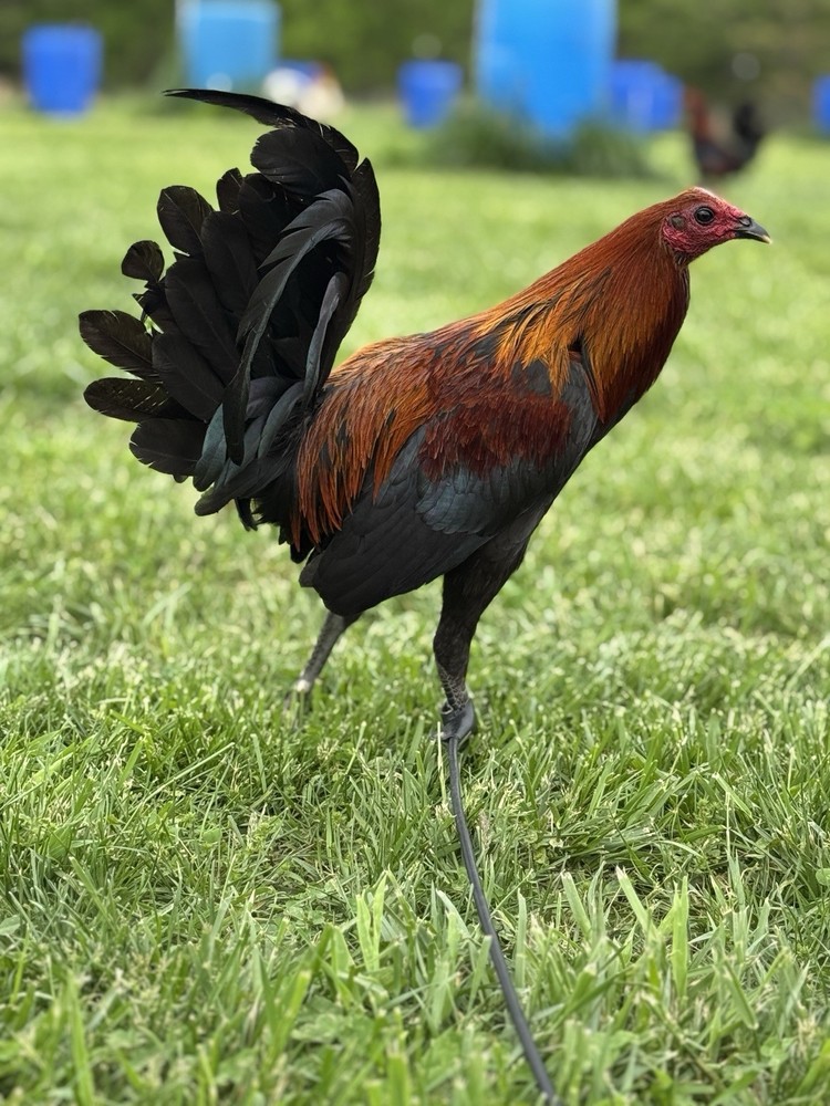 14 - Chicken Hatching Eggs