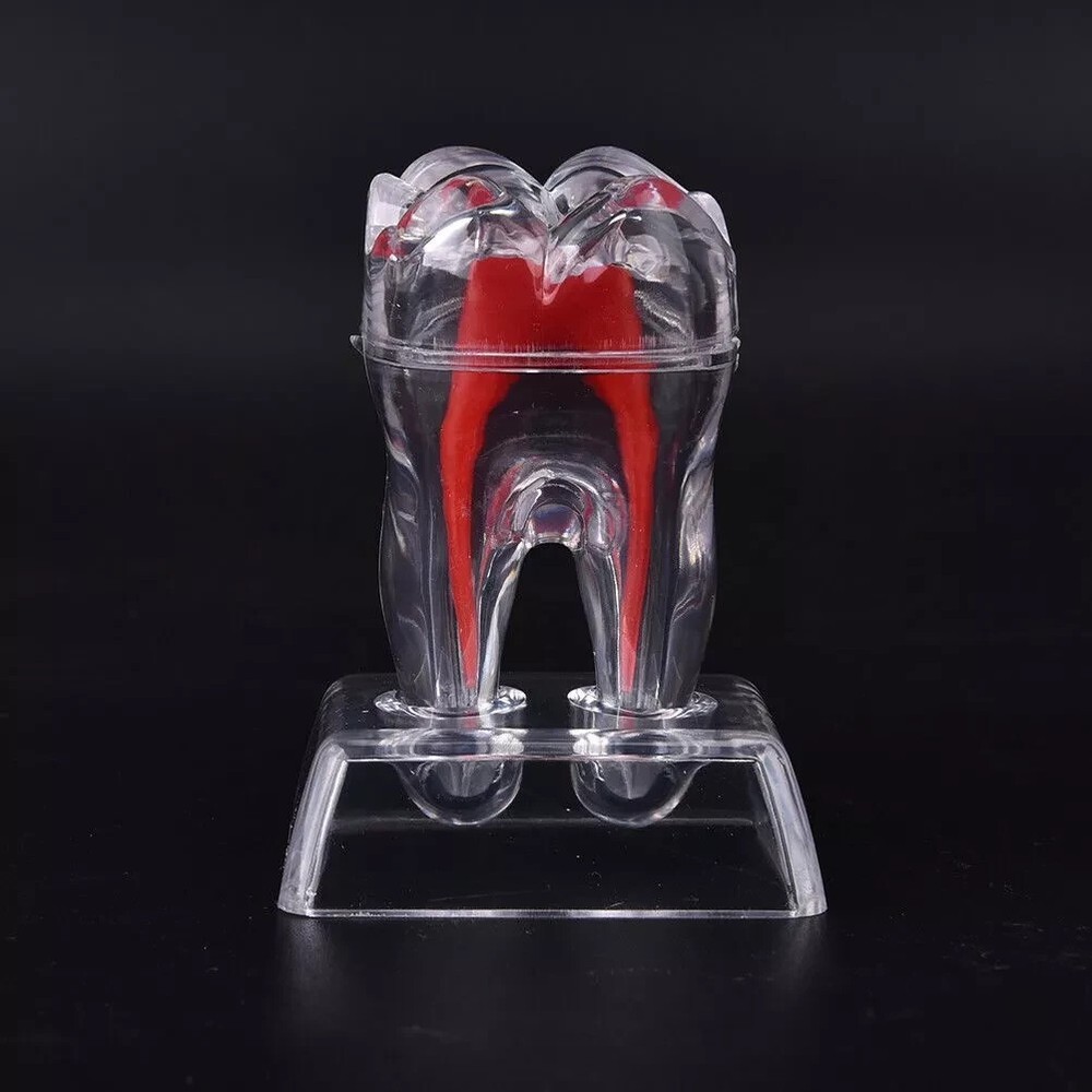 Dental Plastic Emulational Quality Crystal Base Hard Tooth Separable Molar Model