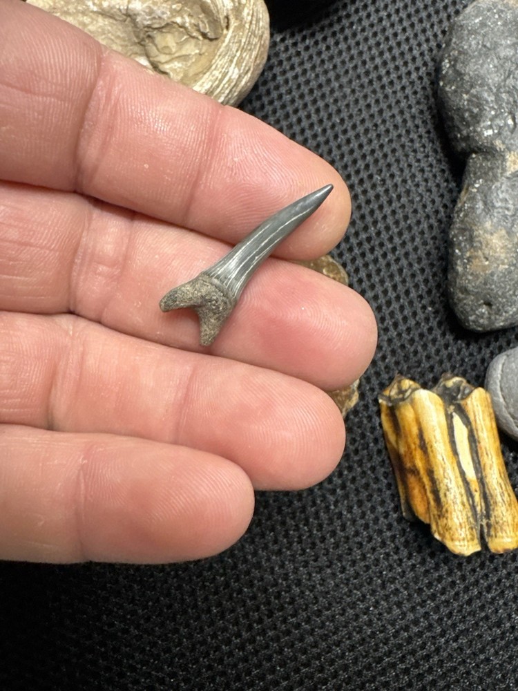 fossil collection lot From Southeastern Us