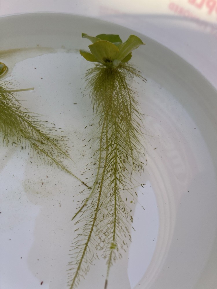 Water Lettuce (May Include RamsHorn Snails)