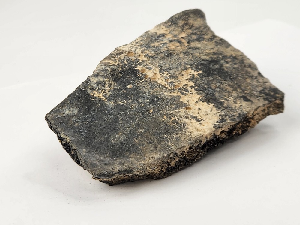 Pathological Turtle Shell Fossil - Florida