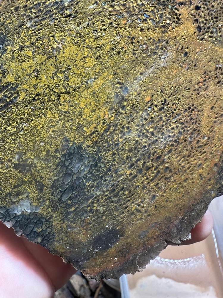 Dinosaur bone rough **hxtled end cut.