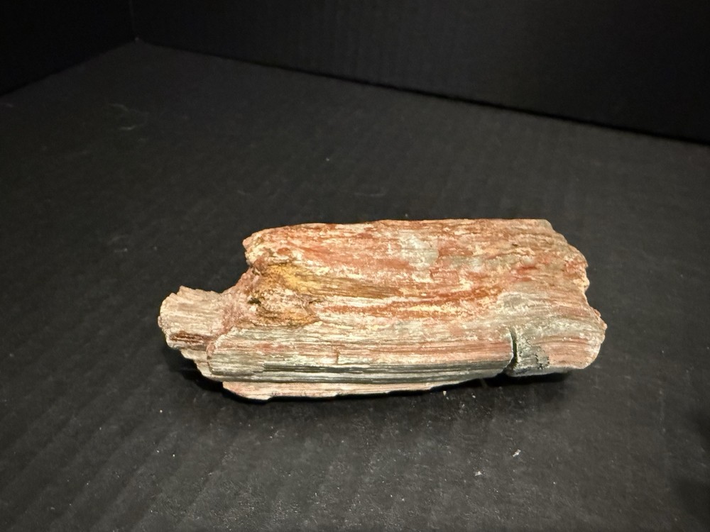 petrified wood