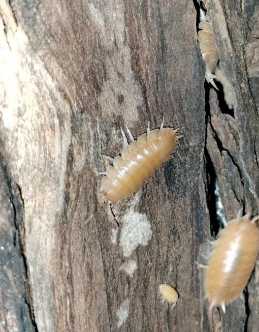 Porcellio Laevis Orange - 15+ Count