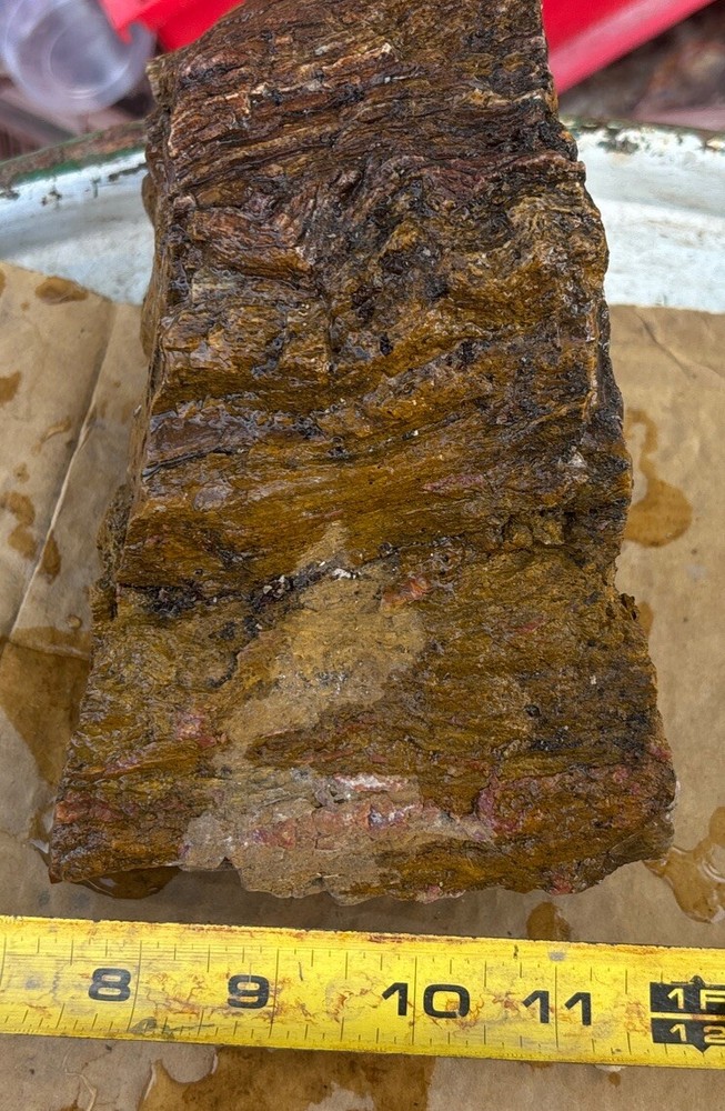 Colorful petrified wood