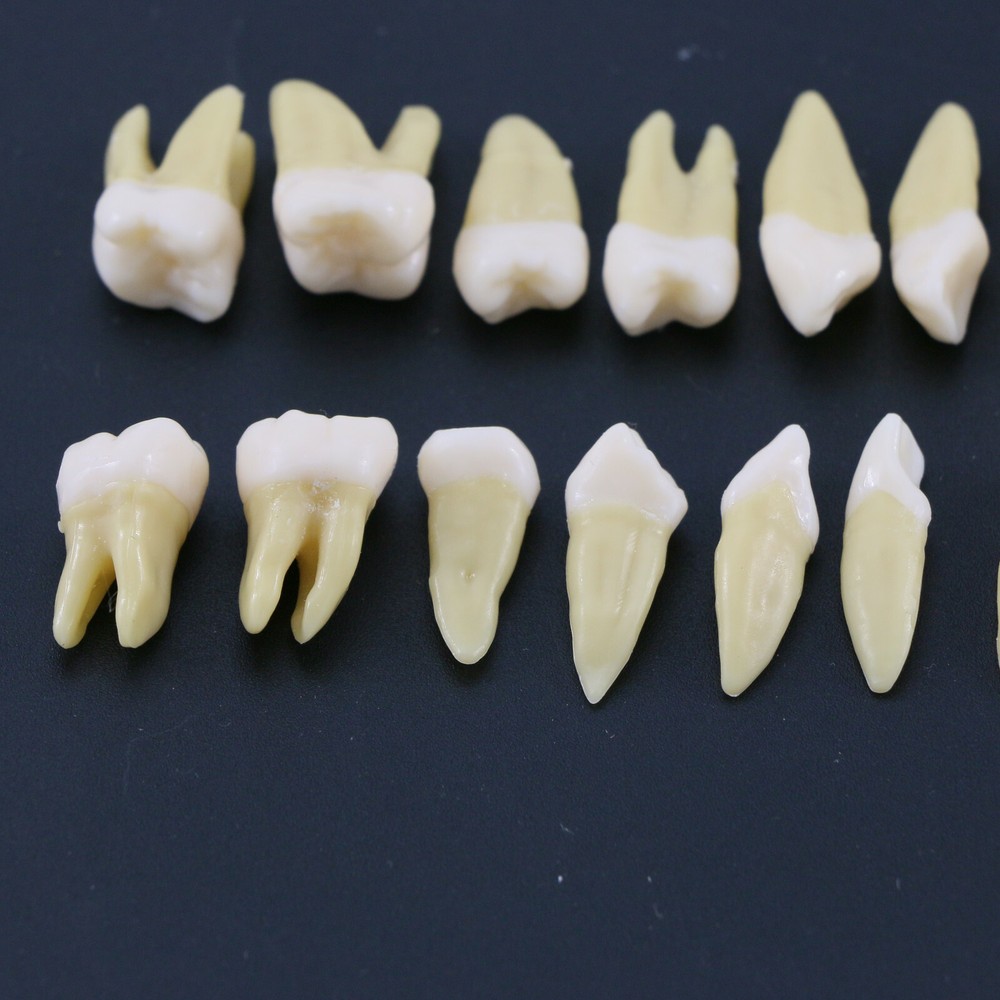 28 Pcs Dental 1:1 Permanent Teeth Demonstration Teach Study Model Tooth M7021