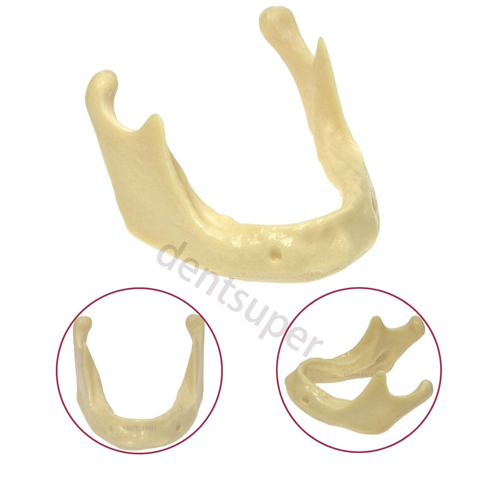 Dental Mandible Jaw Model For Basic Drilling Implant Insertion Practice M2022