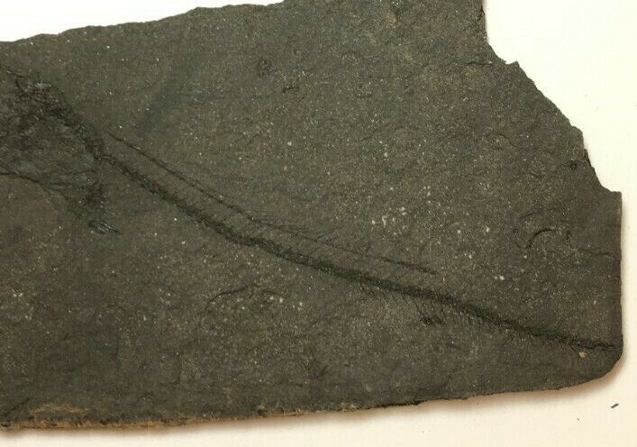 FOSSIL FISH LEPIDOPUS