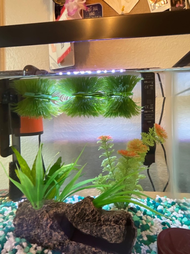 10W Water Heater for Turtle Tanks & Pet Bowls, Deicer for Bird Fountains