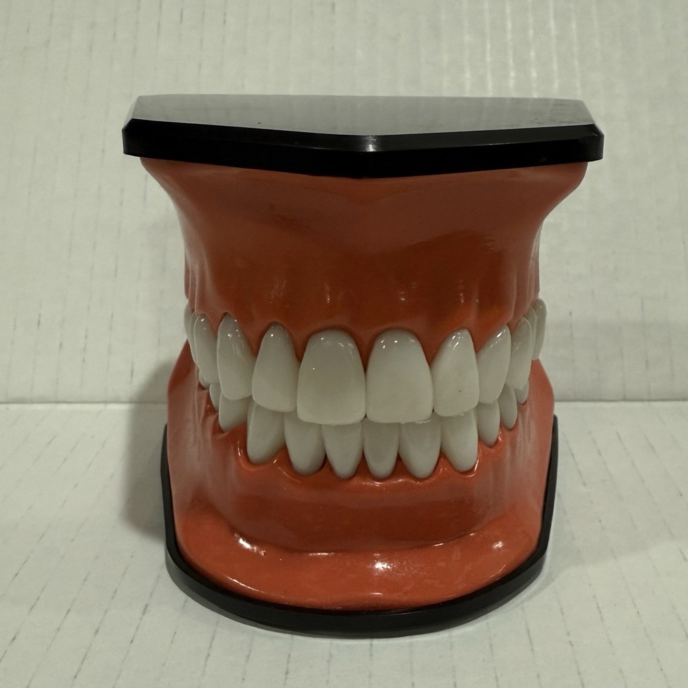 Oral Teaching Model Learning Demonstration Display for School and Home Classroom