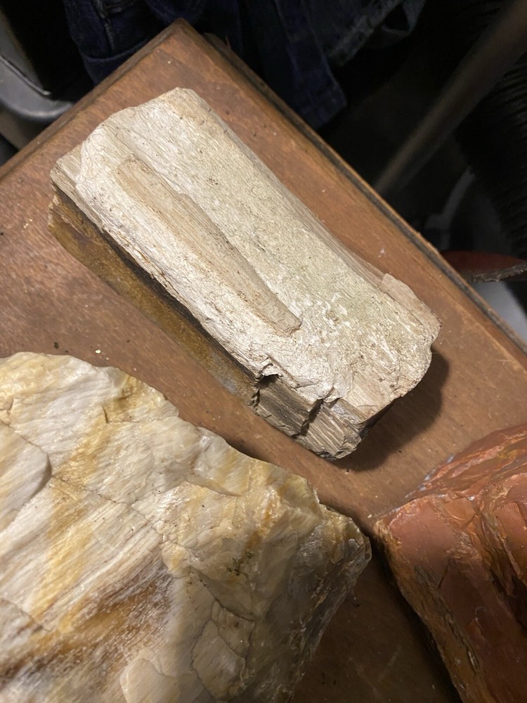 Petrified Wood Collection