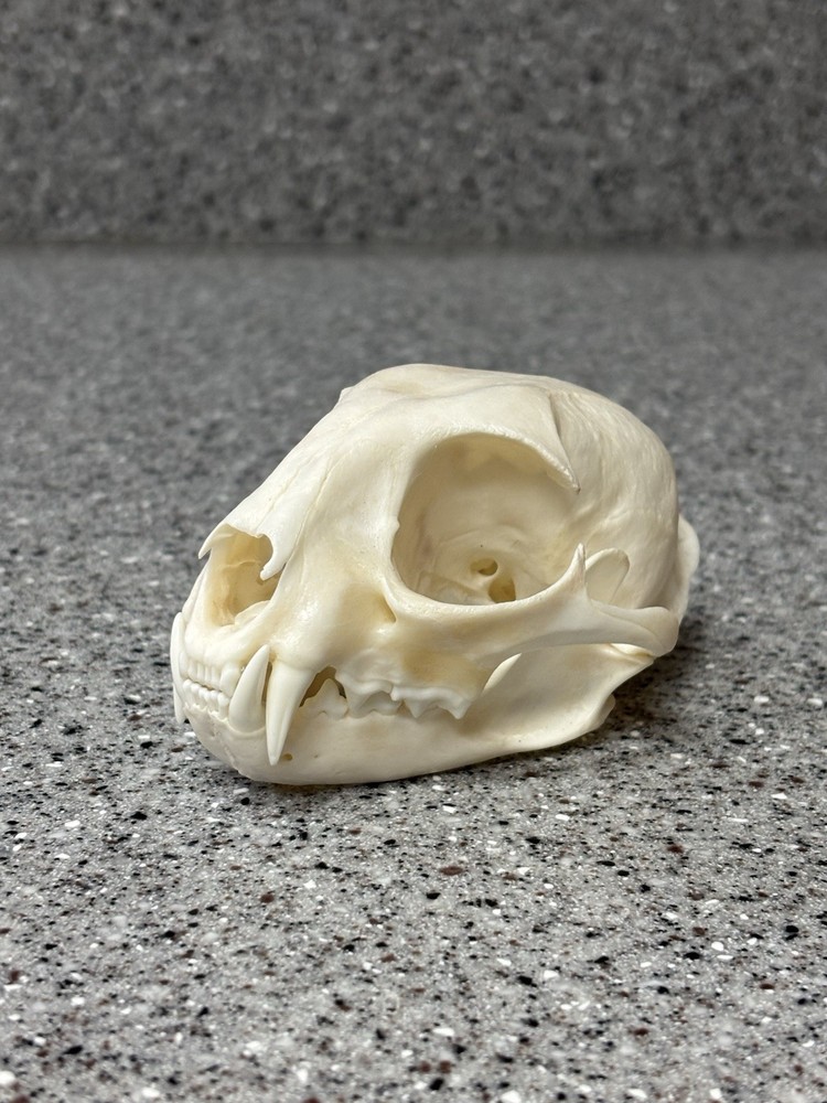 Bobcat European Skull Mount