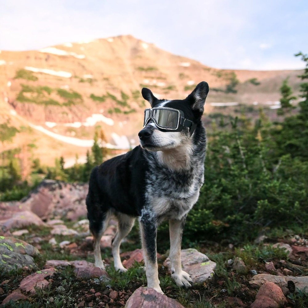 Enhanced Dog Eye Protection: Adjustable Goggles for Medium to Large Breeds