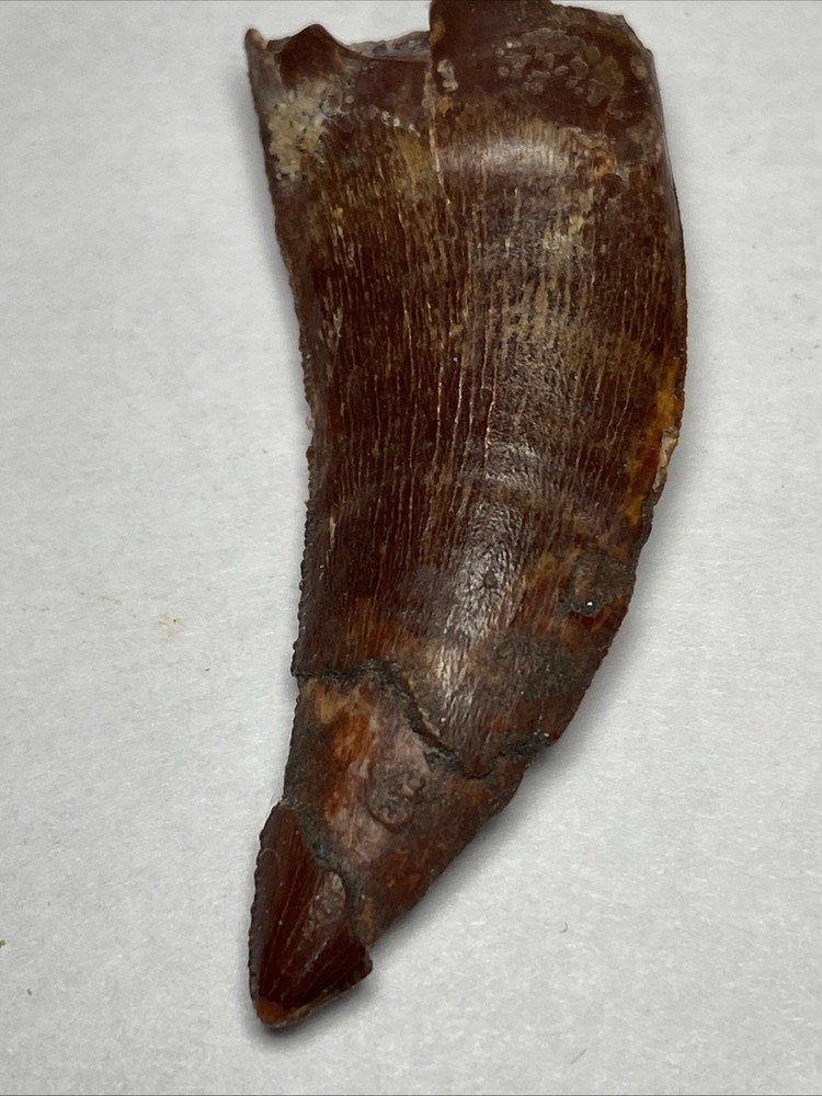 carcharodontosaurus dinosaur tooth