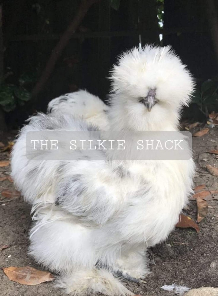 Silkie Chicken Hatching Eggs NPIP Certified ( 1 Dozen)