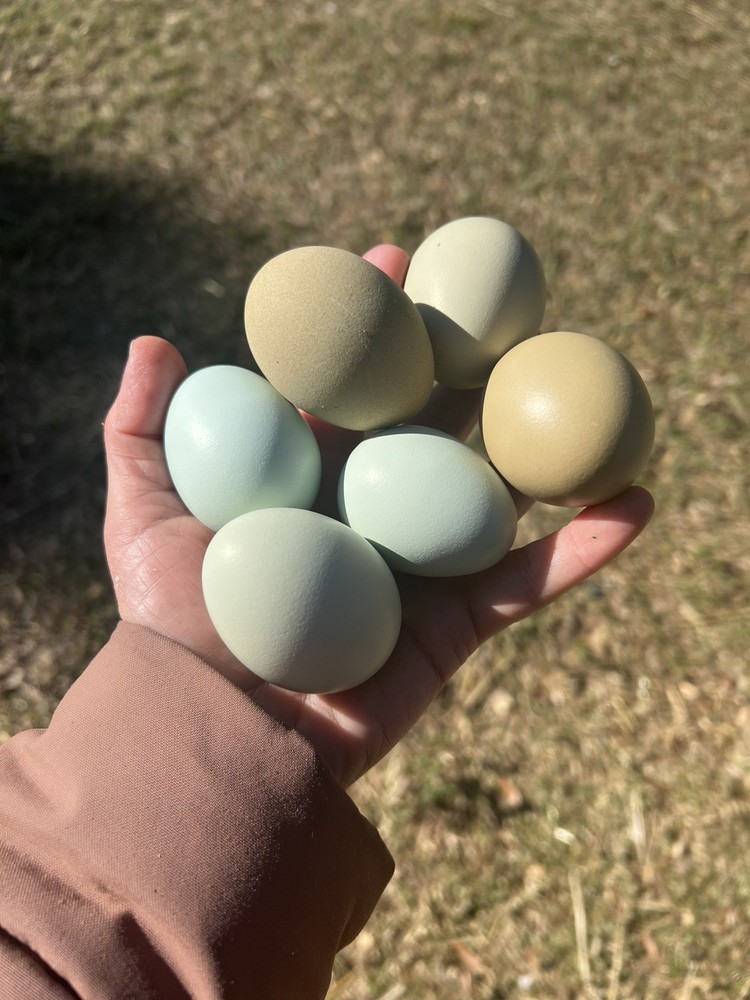 Olive Egger Hatching Eggs 1 dozen (12 + extra)