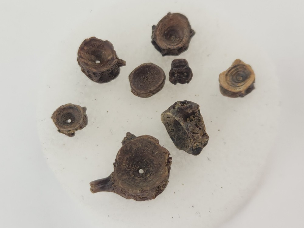 Lance Formation Micro Fossil Pack - Perfect for Teaching / Education - 70 Pieces