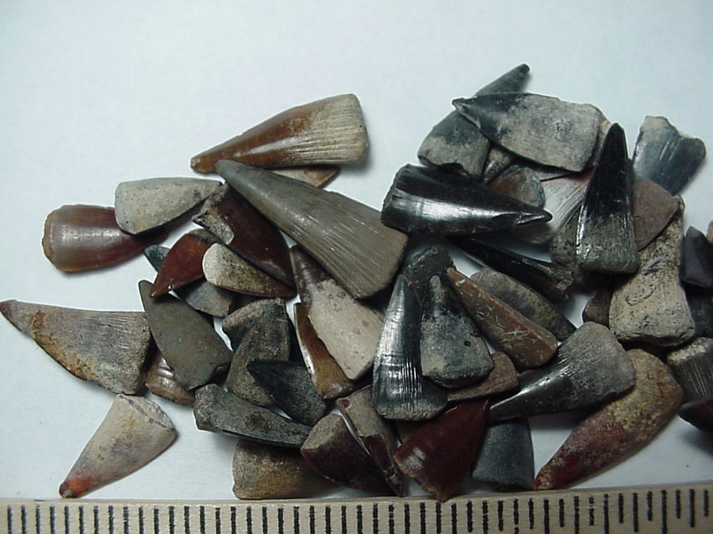 50 - Fossilized Barracuda teeth from North Florida
