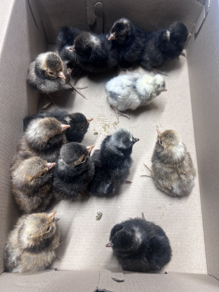 10++ Extra Candy Corn Polish Fertile Hatching Eggs