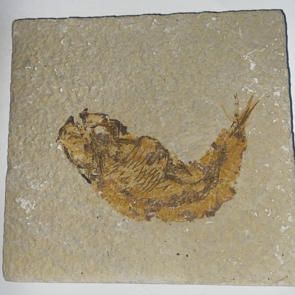 Fossil Fish Knightia (Wyoming)