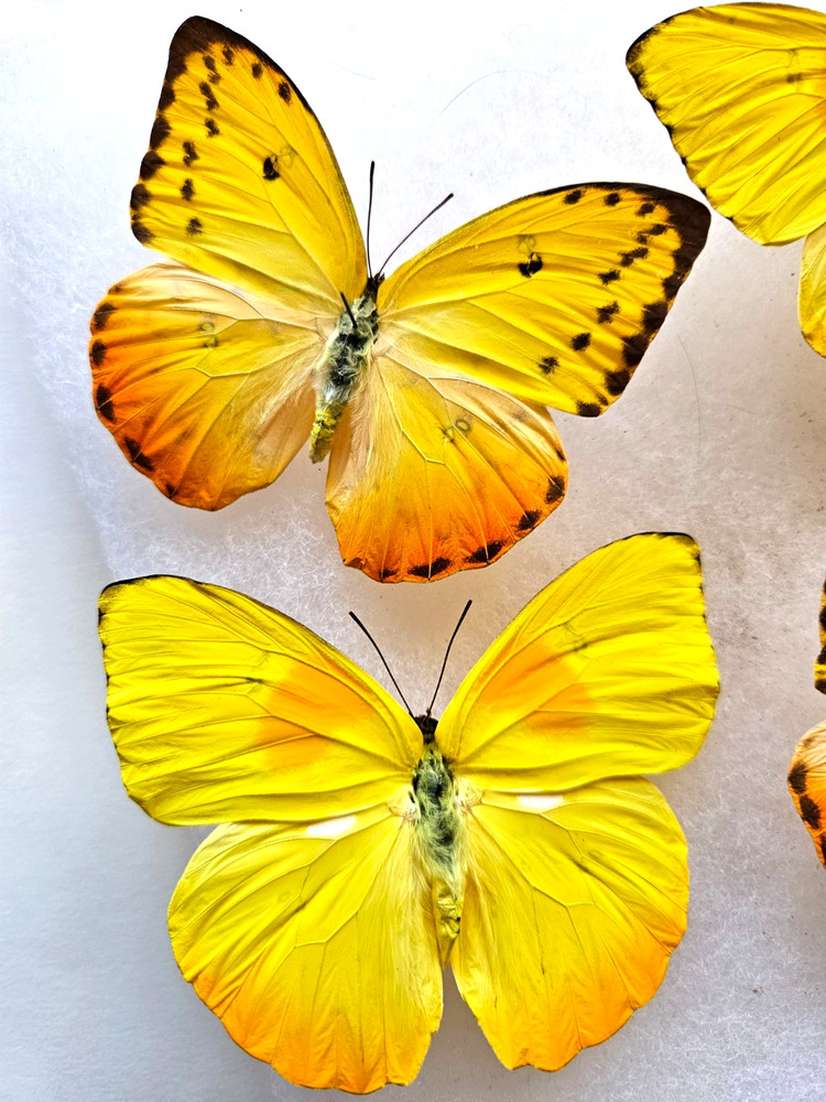 PHOEBIS PHILEA PAIR FRAMED - 6 x 8" SHADOW BOX ( Choose Black or White Frame )
