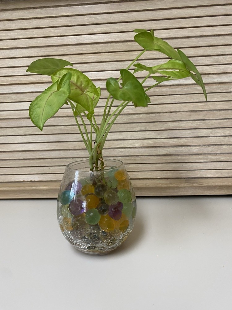 Colorful Hydroponic Growing Granules