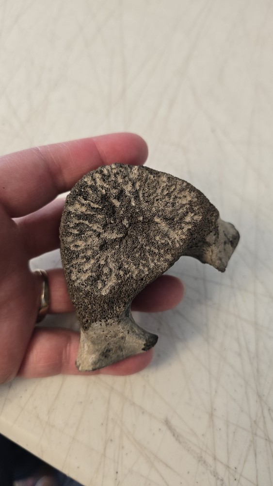 Fossilized Mosasaurus? Vertebra? Reptile Bone? Dinosaur? Real? Replica? READ