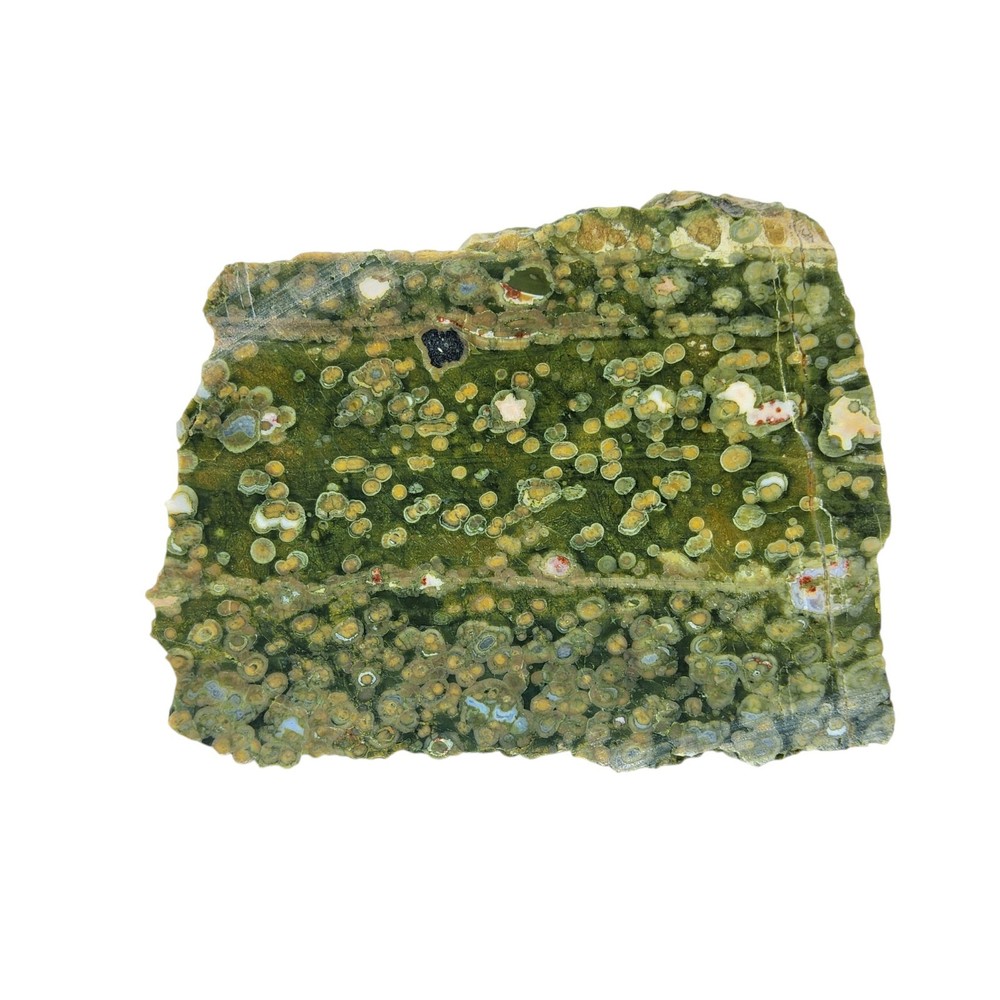 Rainforest Jasper, slab, cabbing rough, lapidary, #R-7043