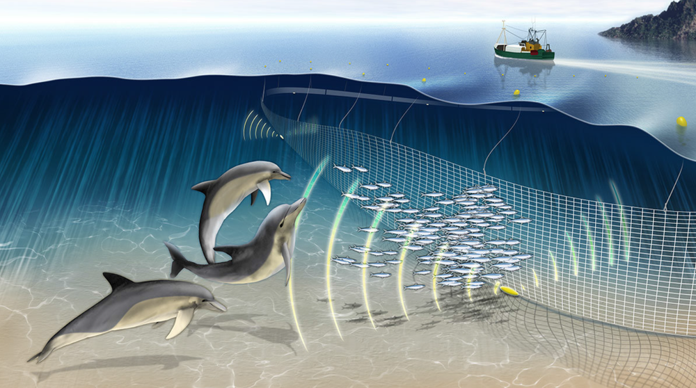 Whale Pinger / Deterrent pinger / Under-water protection device