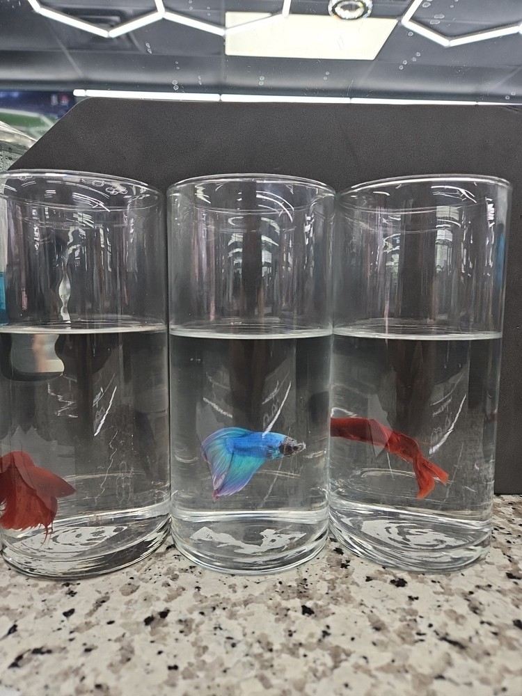 Betta Fish Set in Clear Glass Containers