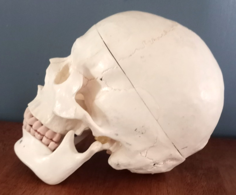 Anatomy - Human Skull lModel