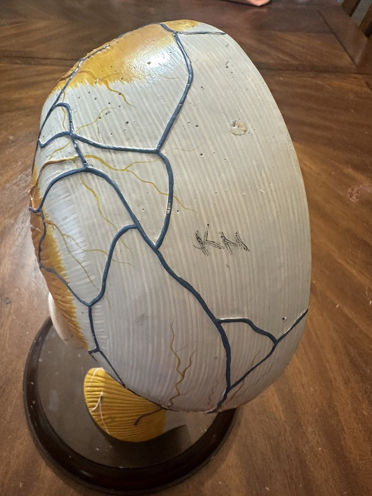 Clay Adams Human Brain Model Display