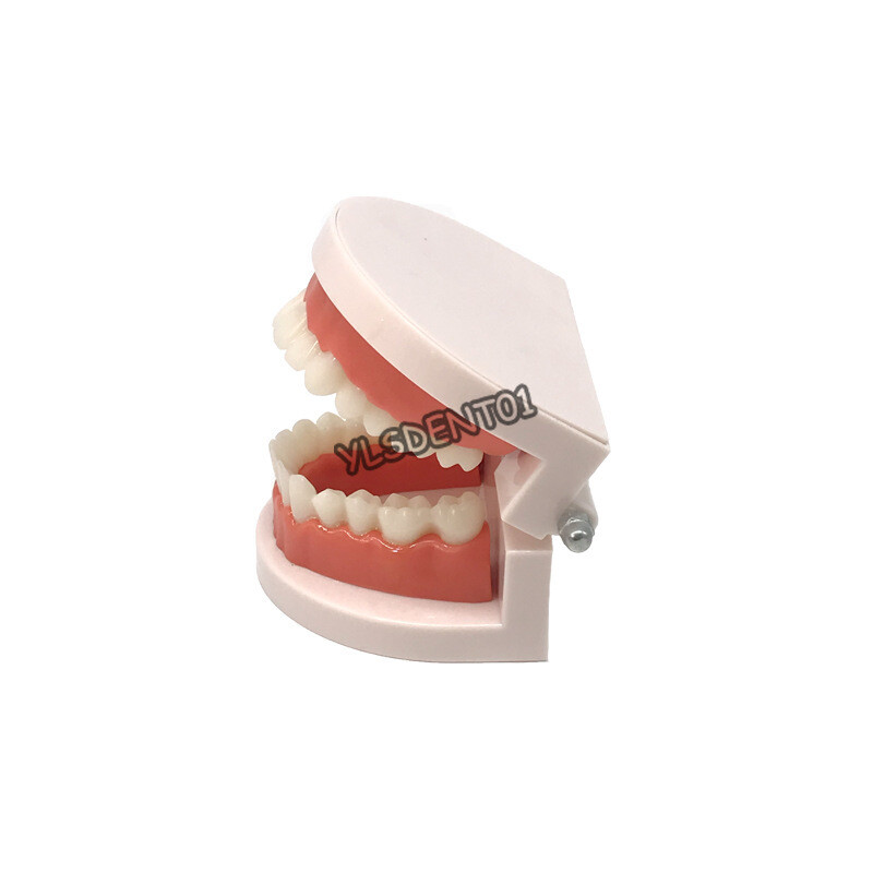1PC Dental Standard Adult Teeth Model Demonstration Study Teaching Typodont