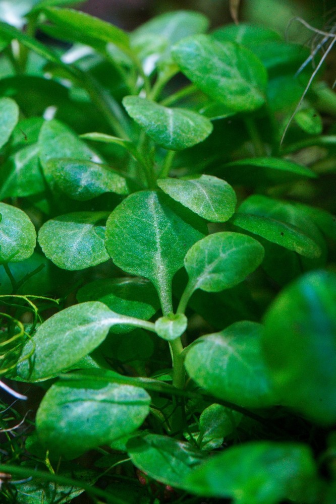 Lobelia Cardinalis 'Mini'  - Submersed Grown