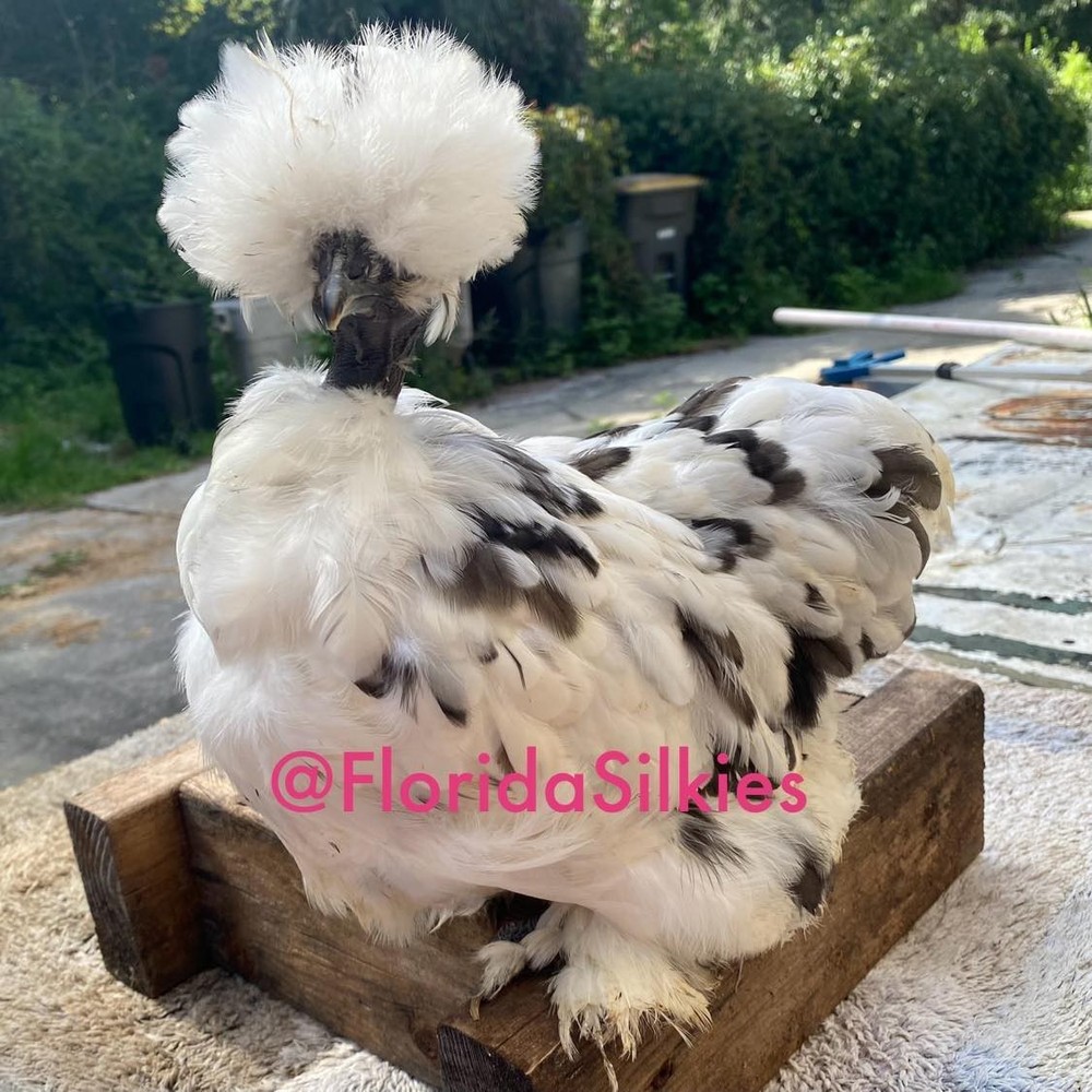 Silkie Hatching Eggs Assorted Colors (READ!) 4+