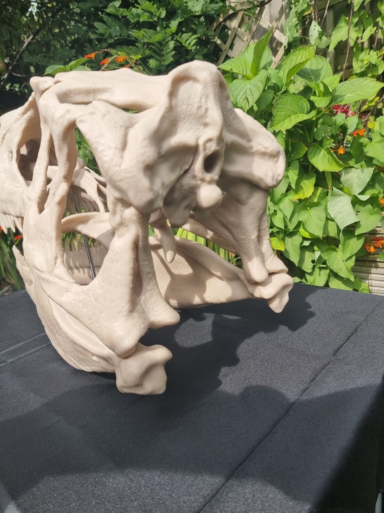 Utahraptor Life-size Dinosaur Replica Skull