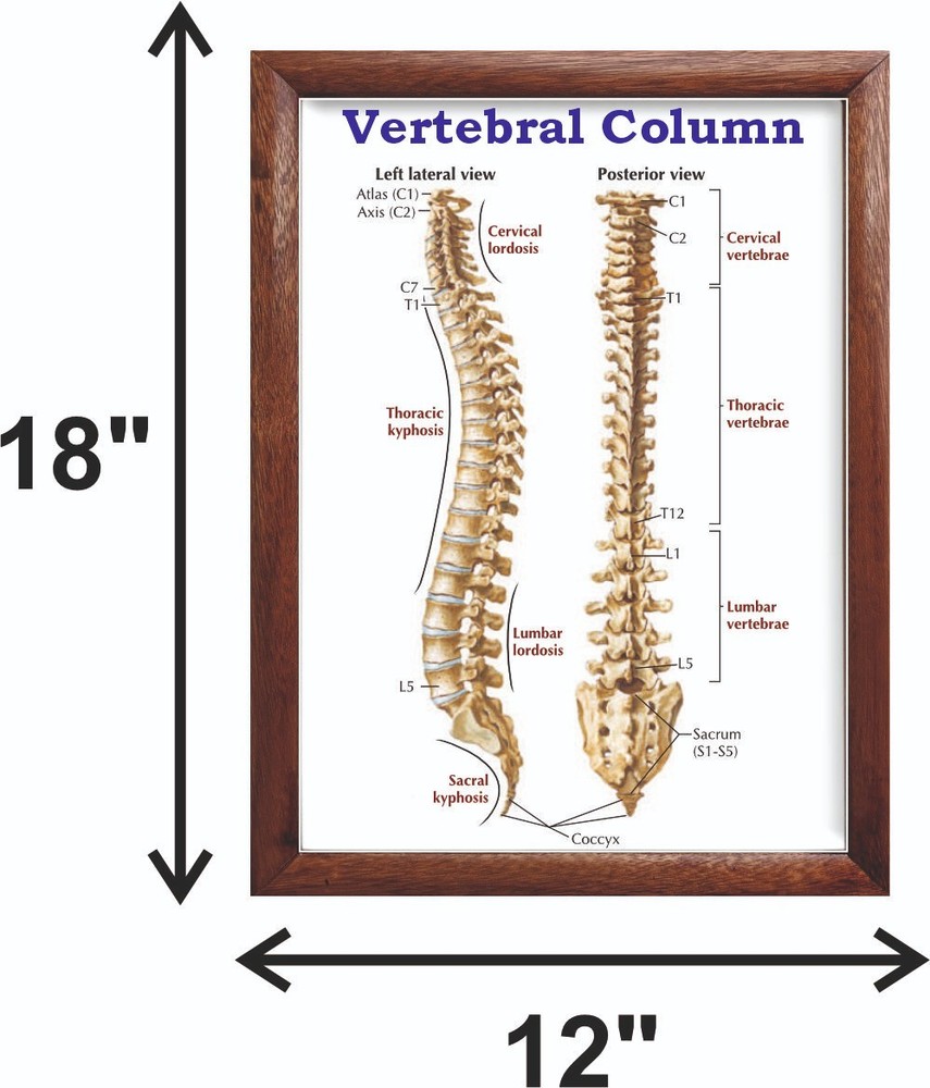 Vertebral Column Chart 12x18 inches