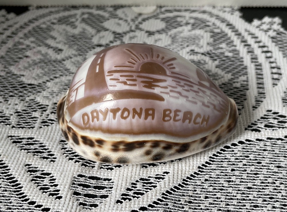 Daytona Beach Florida Sea Shell Souvenir