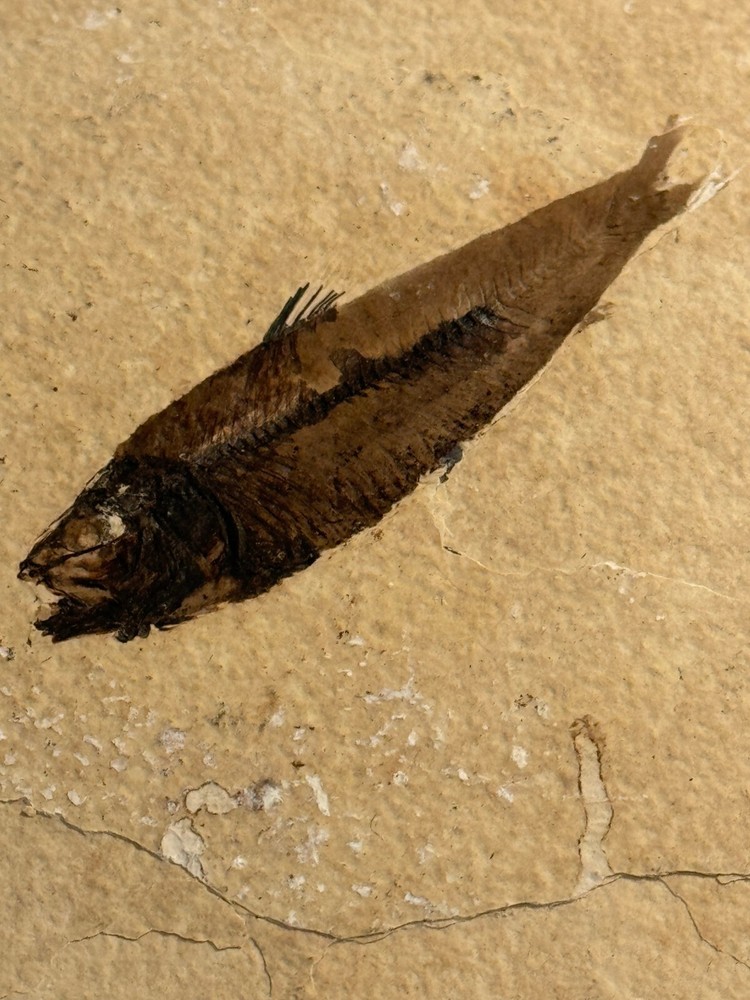 FOSSIL FISH SINGLE PLATE #5