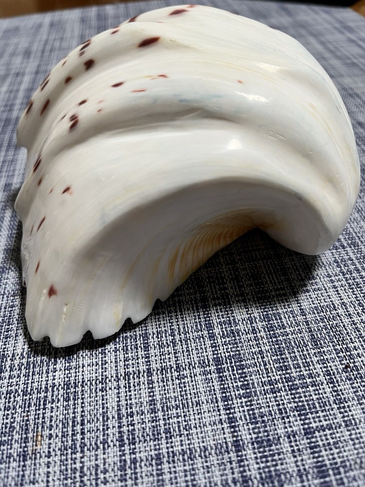 Ceramic Seashell