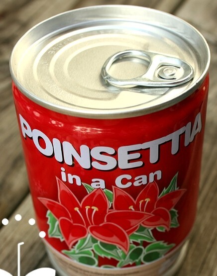 POINSETTIA IN A CAN~NEW & SEALED~DATED 2011