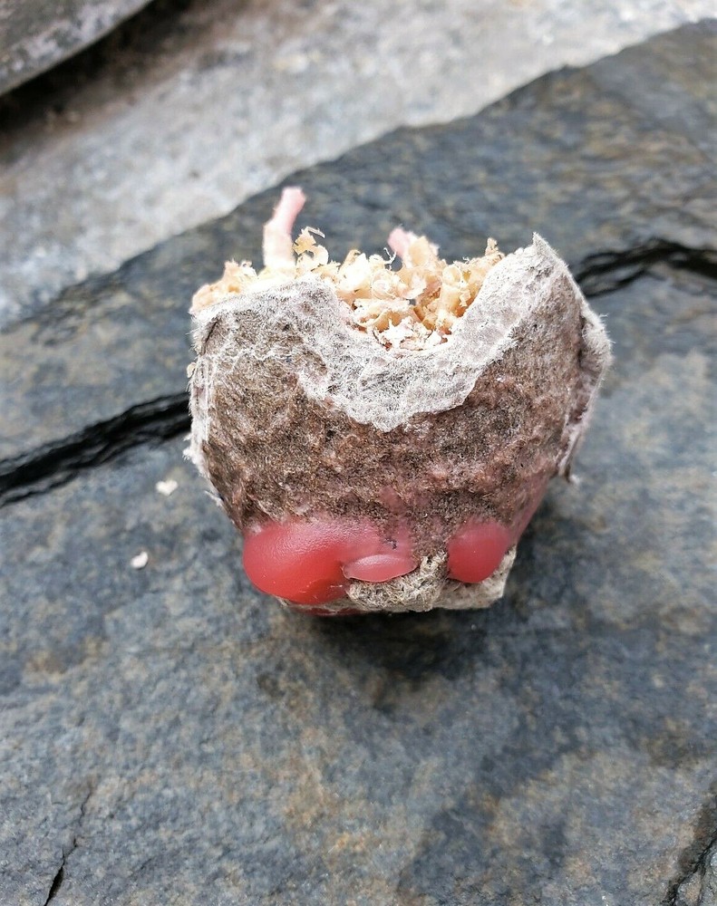 Fire Starter Egg [2-Pk]