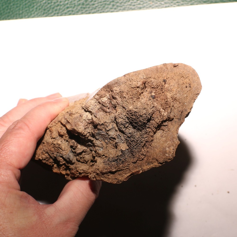 Large Dinosaur Bone Section - Authentic Fossil - Hell Creek Formation Cretaceous
