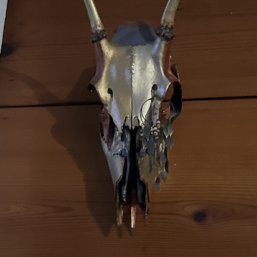 Spike Buck Skull/handpainted