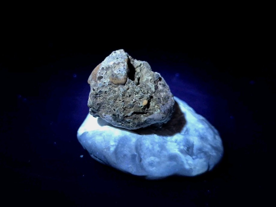 Real Fossil Dinosaur Egg Embro Permineralized Uv Reactive